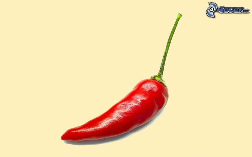 piros chili paprikák