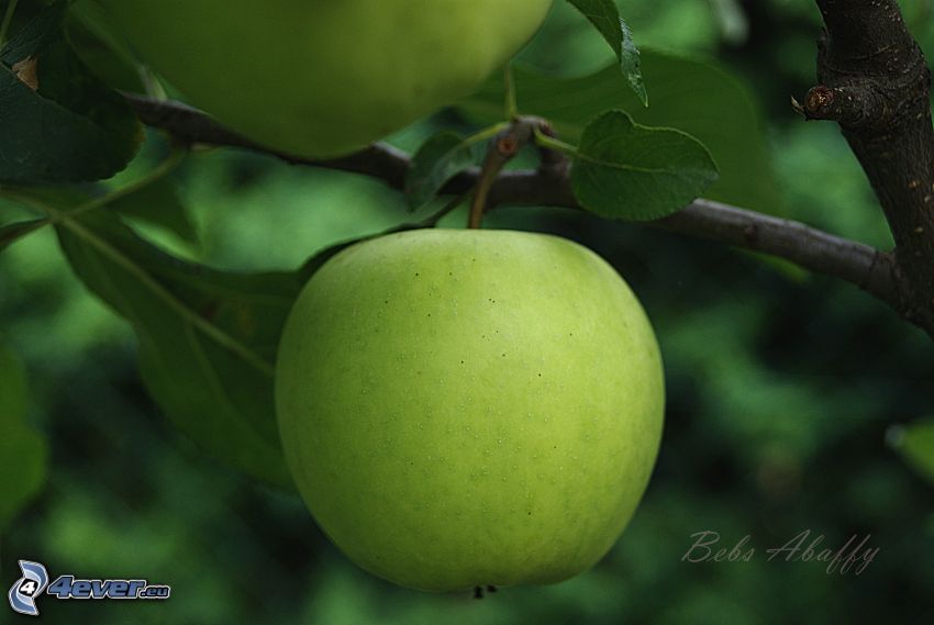 zöld alma, levelek, gyümölcs