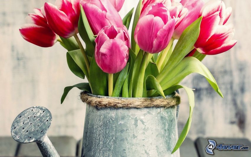 tulipánok, öntözőkanna