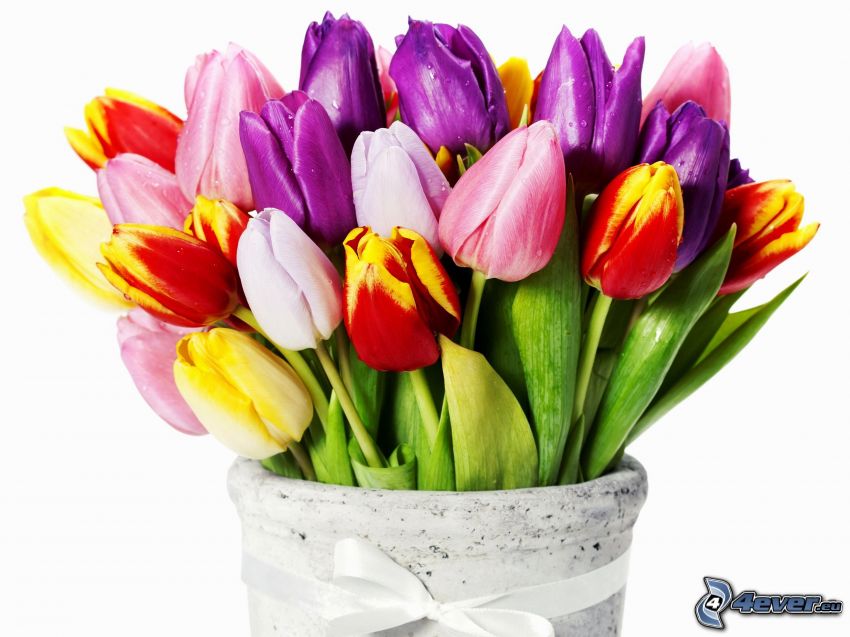 tulipánok, váza