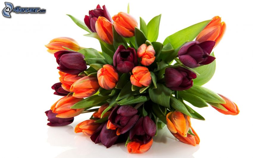 tulipánok, virágcsokor