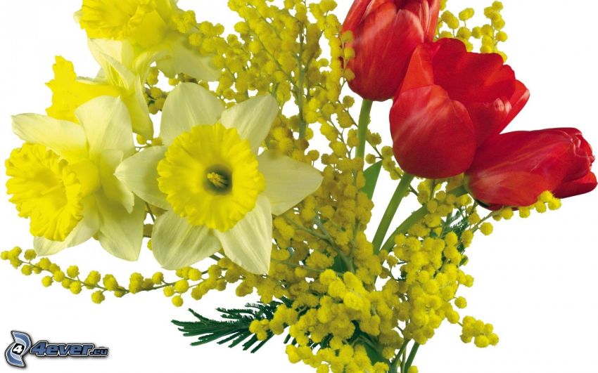virágcsokor, piros tulipánok, nárcisz, sárga virágok