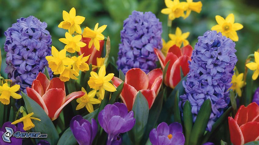 virágok, nárciszok, sáfrányok, tulipánok