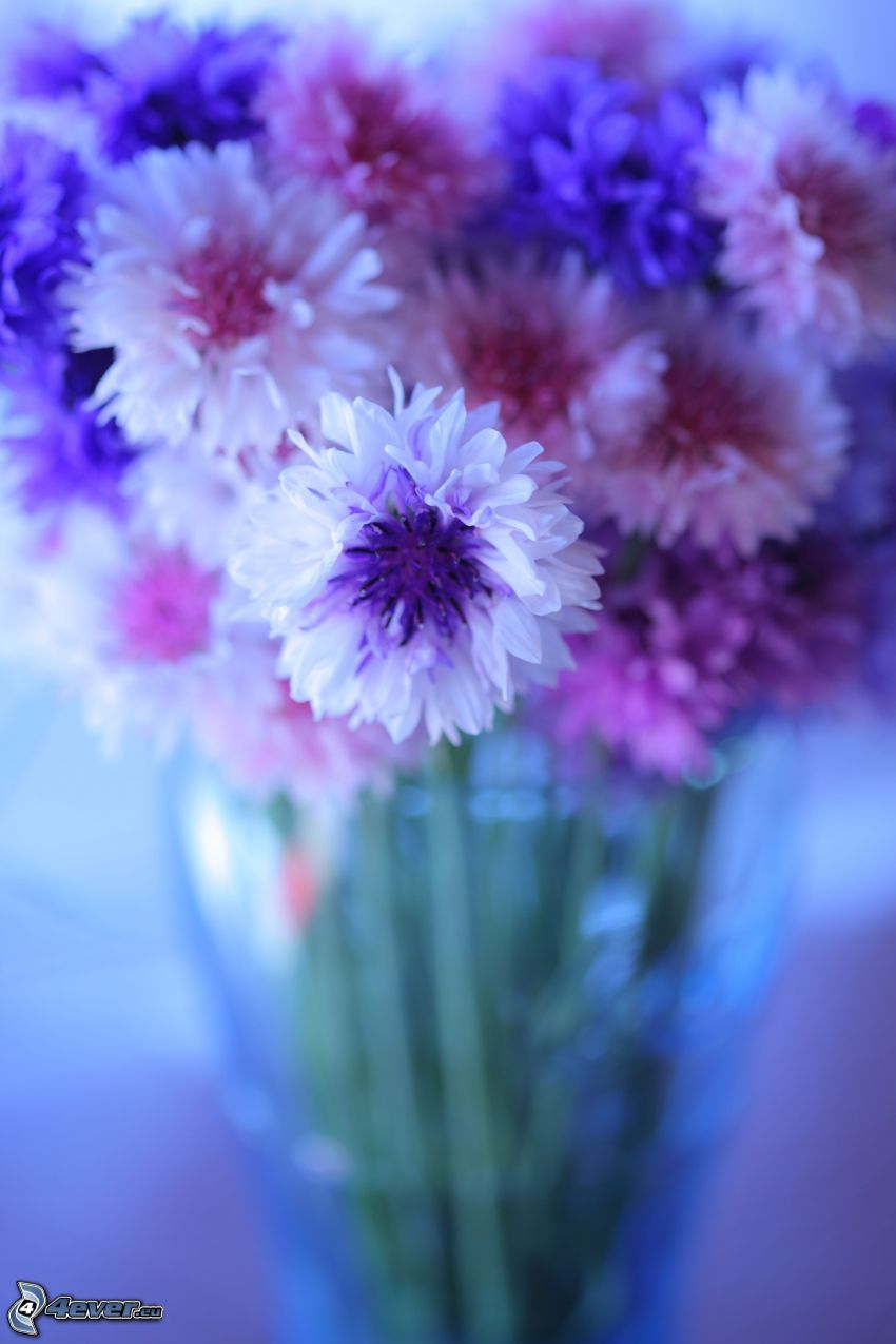 virágok vázában