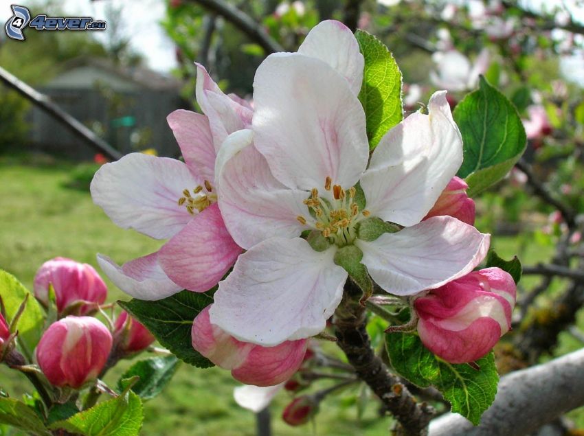 virágzó almafa