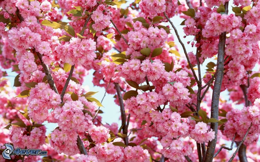 virágzó cseresznye, rózsaszín virágok