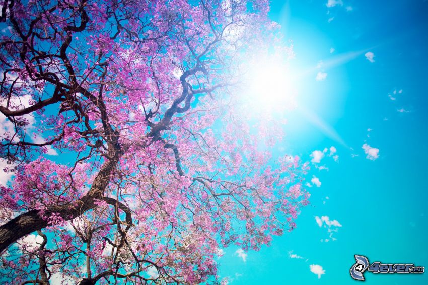 virágzó fa, nap