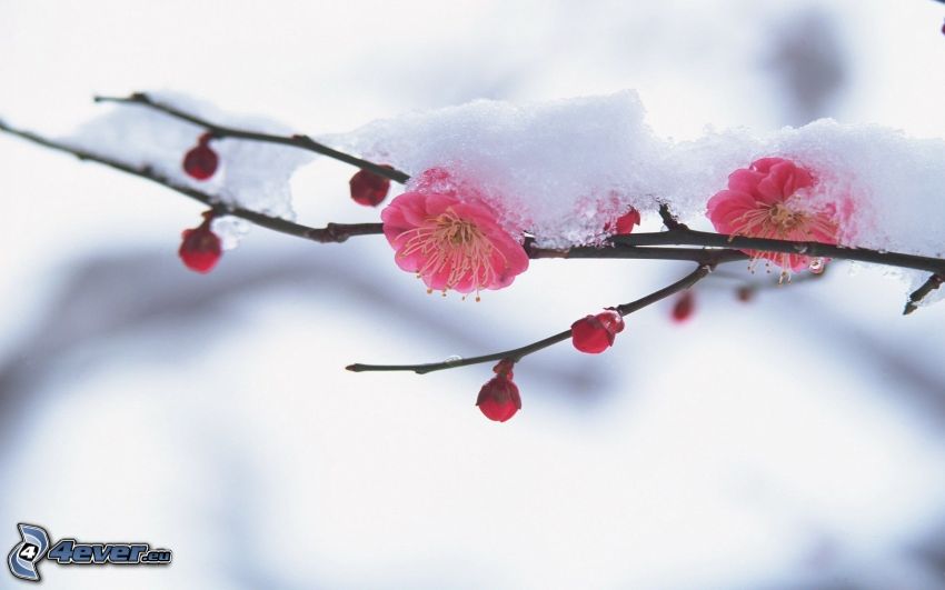 virágzó gally, rózsaszín virágok, hó