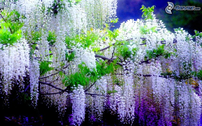 visztéria, fehér virágok