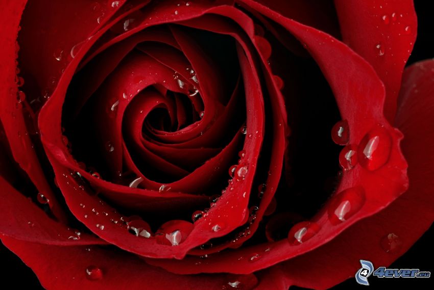 vörös rózsa, harmatos rózsa