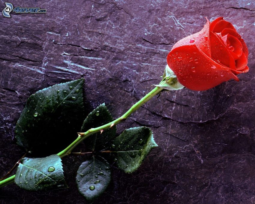 vörös rózsa, harmatos rózsa