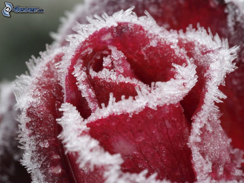 vörös rózsa, jegesedés