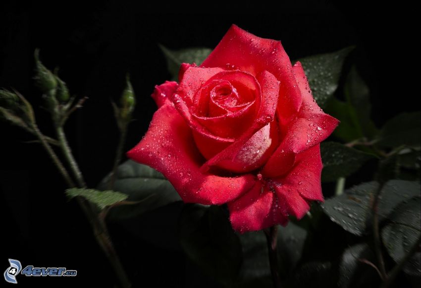 vörös rózsa