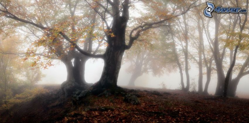 őszi erdő, földszinti köd