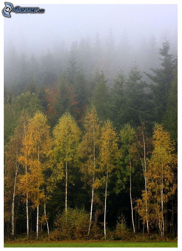 őszi erdő, nyírfák, köd