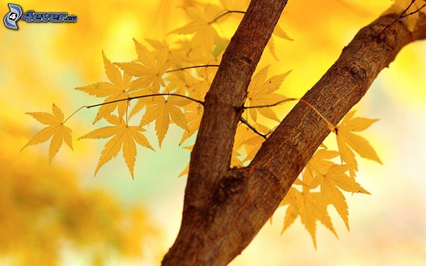 őszi fa, sárga levelek