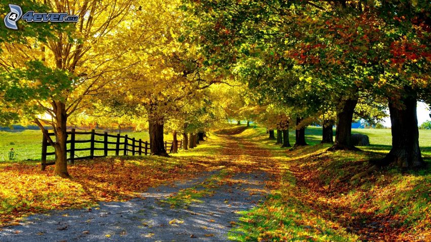 őszi fák, út, fa ösvény, kerítés