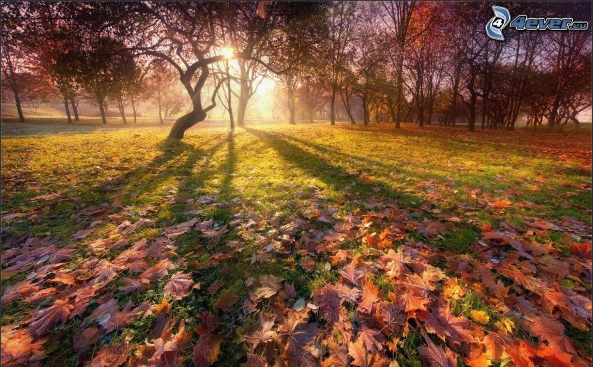 őszi park, lehullott levelek, napsugarak