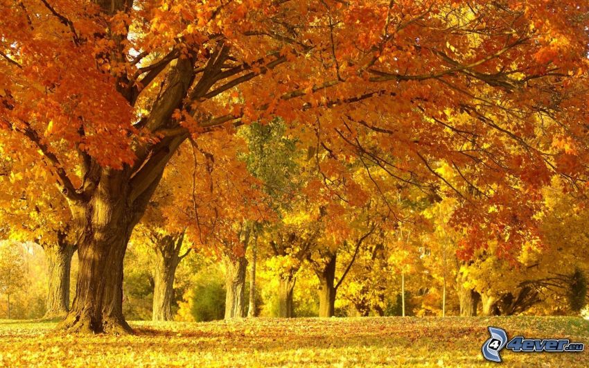 őszi park, sárga fák
