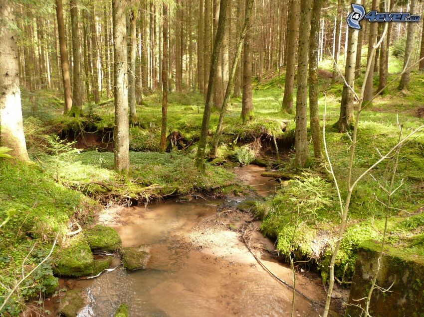 patak az erdőben, zöld