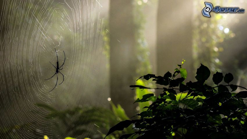 pók a pókhálón, bokor, napsugarak az erdőben