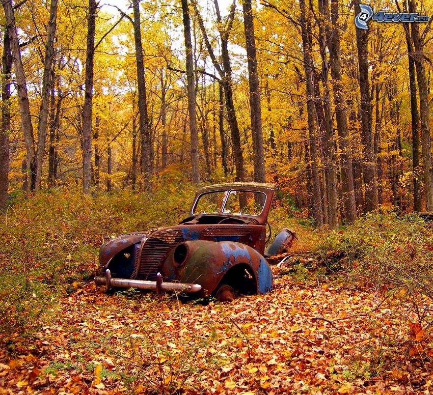 régi szétesett autó, roncs, erdő, sárga levelek, ősz