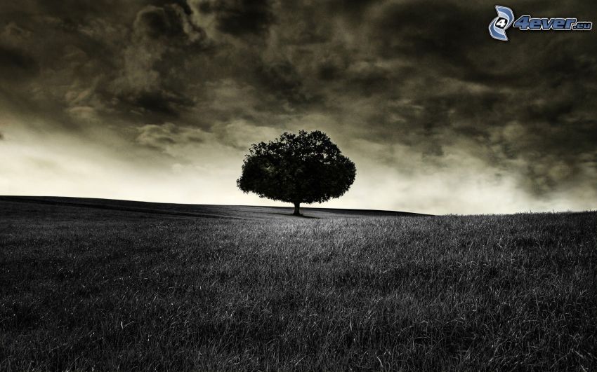 rét, magányos fa, felhők, fekete-fehér