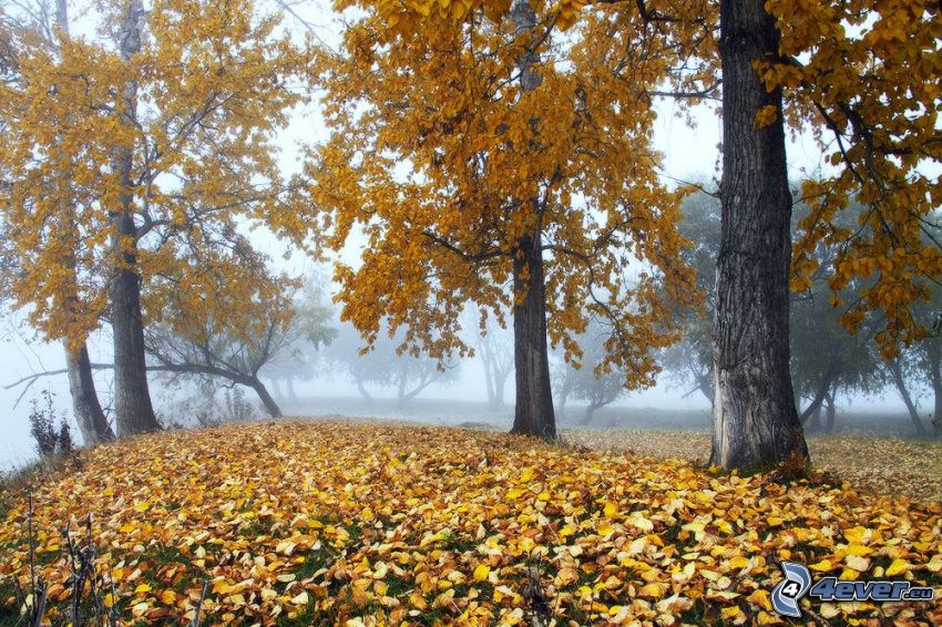 sárga fák, lehullott levelek, köd