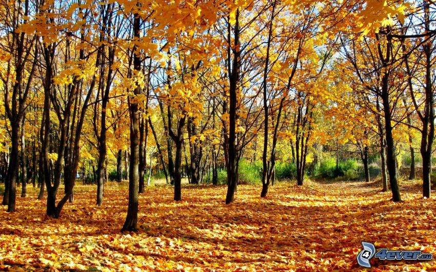 sárga fák, lehullott levelek