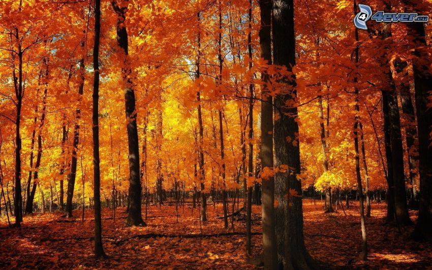 sárga őszi erdő