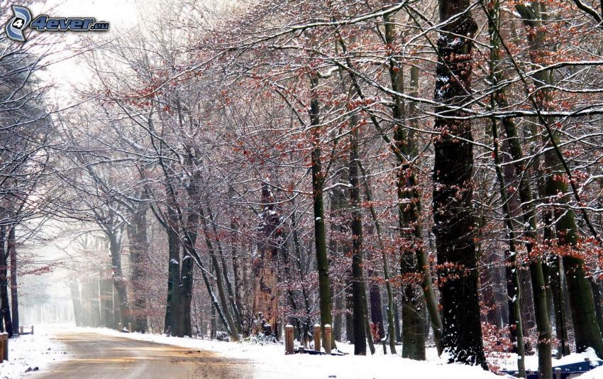 sétány az erdőben, havas fák