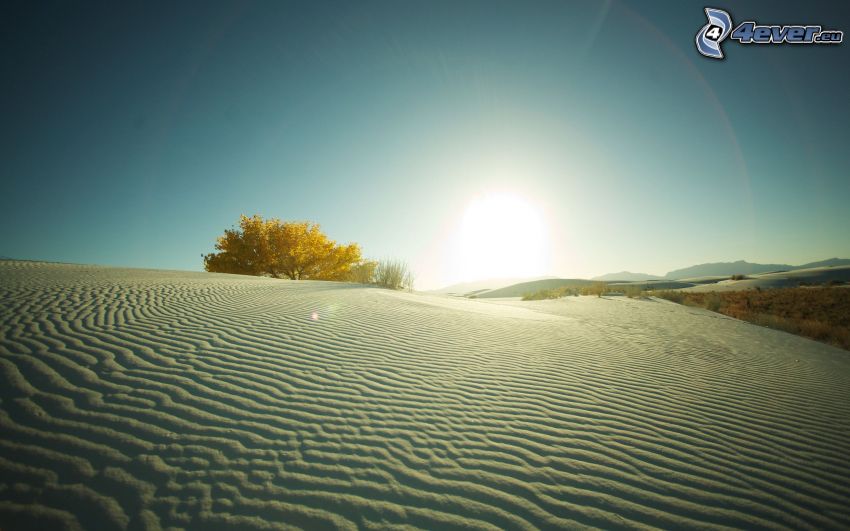 sivatag, homokdűnék, magányos fa, napnyugta