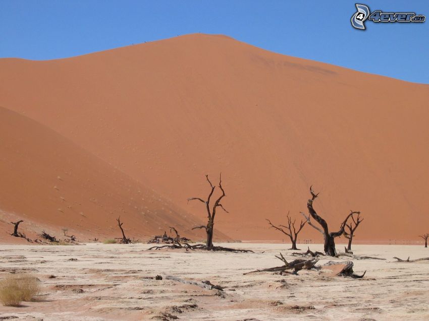 Sossusvlei, száraz fák, homokdűne