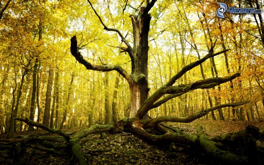 száraz fa, sárga őszi erdő