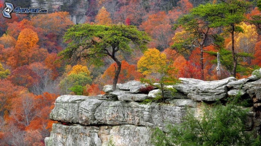 szikla, színes őszi fák
