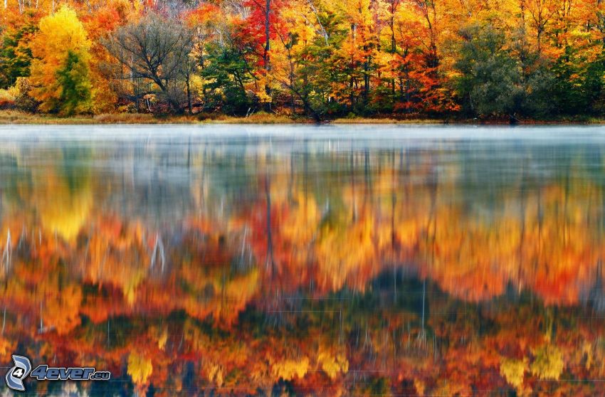 színes őszi erdő, vízfelszín, visszatükröződés