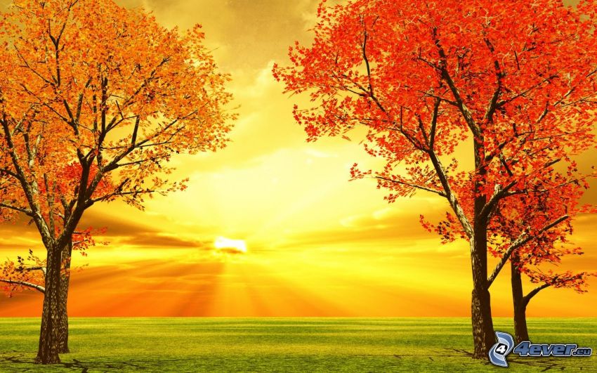 színes őszi fák, nap