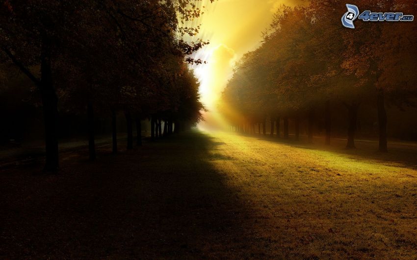 fa ösvény, napnyugta