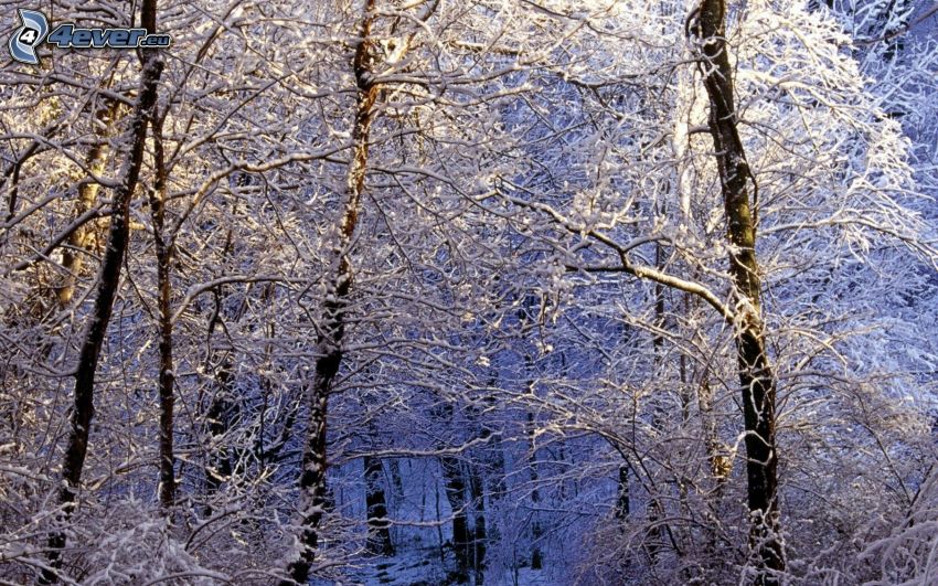 havas erdő