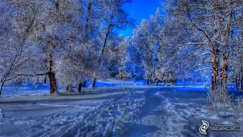 havas fák, nyomok a hóban