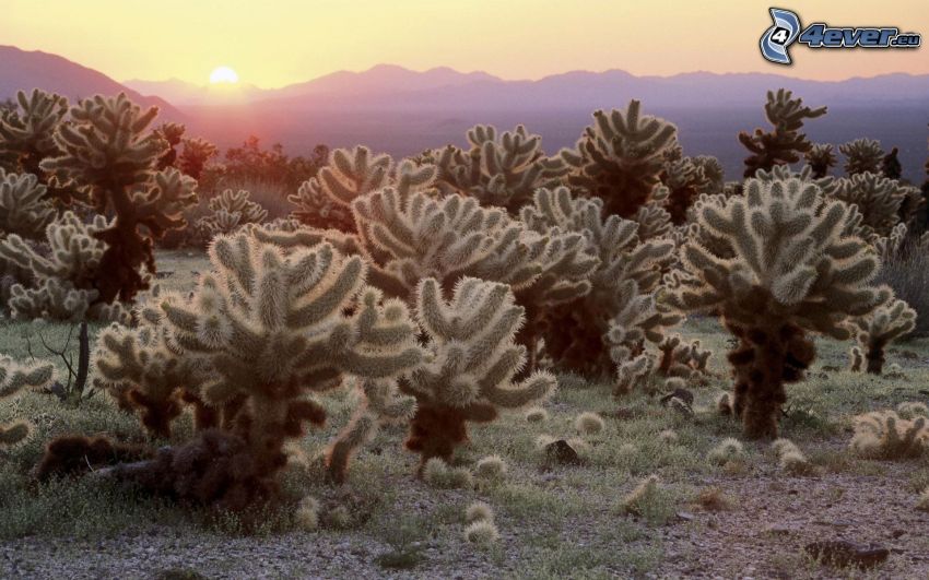 Joshua Tree Nemzeti Park, kaktuszok, napkelte