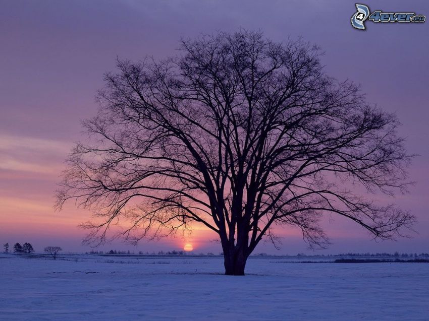 magányos fa, havas rét, napkelte télen