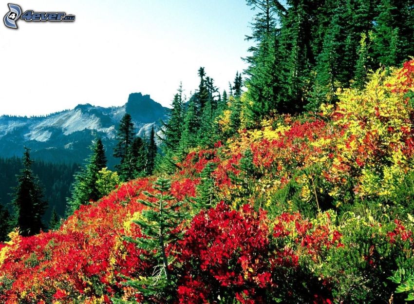 Mount Rainier, rét, domb