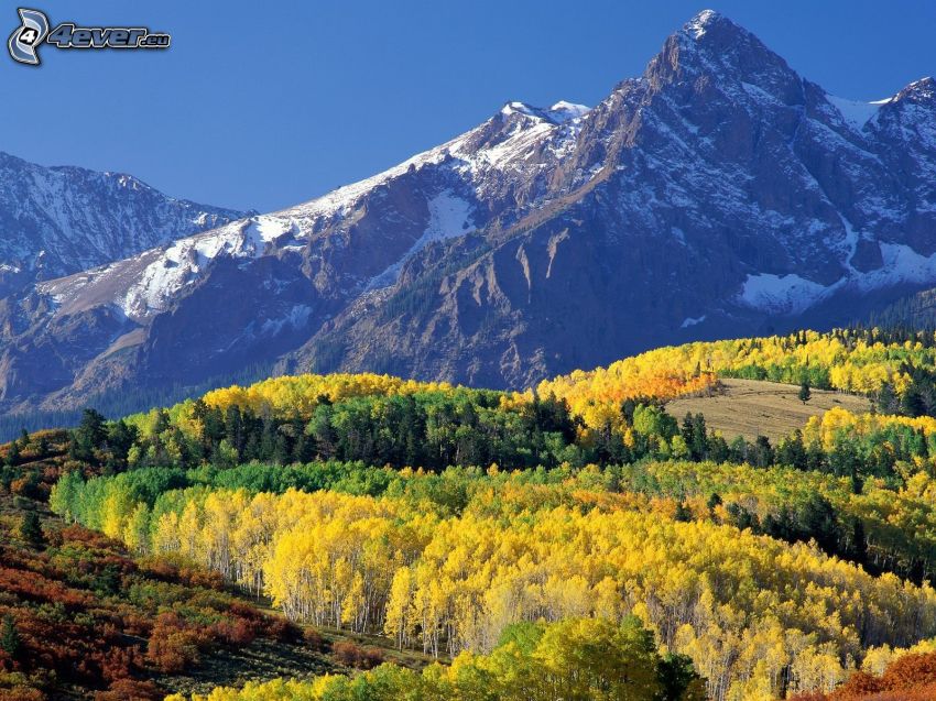 Mount Sneffels, Colorado, domb, sárga fák, erdő