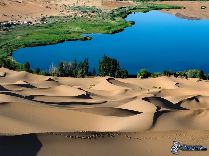 oázis, sivatag, tó, homok