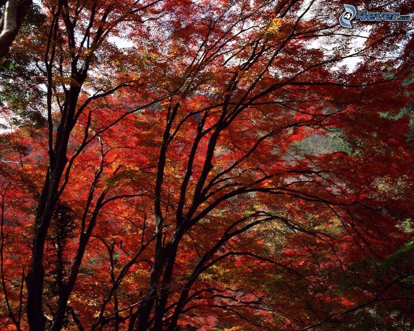 piros őszi erdő, levelek, fák, ágak