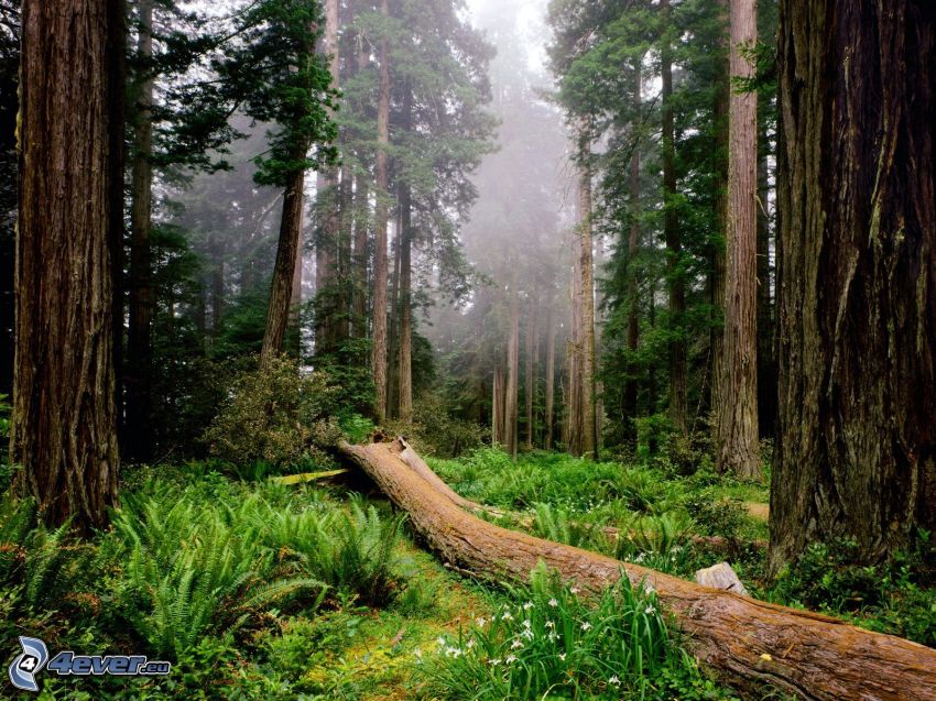 Redwood National Park, Kalifornia, törzs, erdő, hatalmas fák, páfrányok