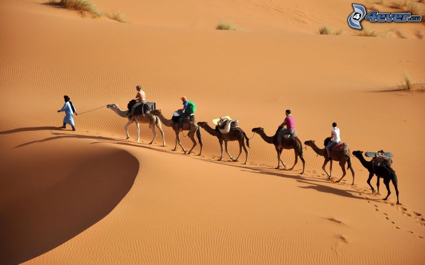 Sahara, homok, tevék, emberek, sivatag