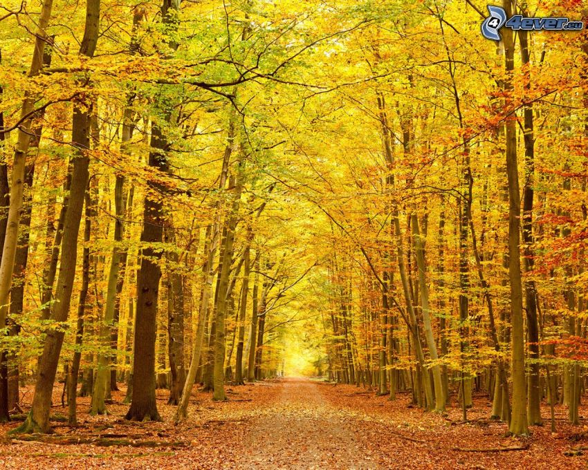 sárga őszi erdő, színes fák, járda
