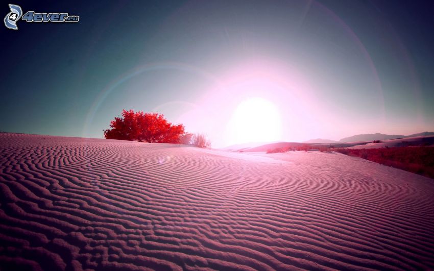 sivatag, magányos fa, napnyugta